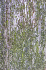 Obraz premium mossy wood texture with the paint peeling off
