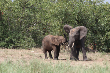 Afrikanischer Elefant / African elephant / Loxodonta africana