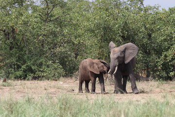 Afrikanischer Elefant / African elephant / Loxodonta africana