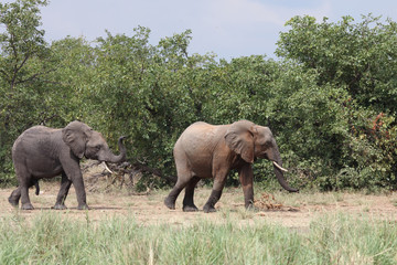 Afrikanischer Elefant / African elephant / Loxodonta africana
