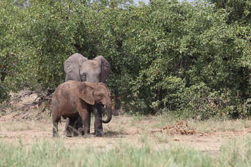 Afrikanischer Elefant / African elephant / Loxodonta africana