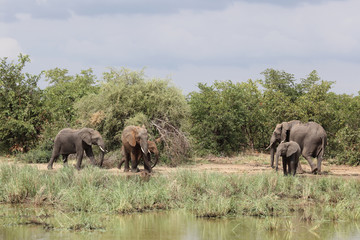 Afrikanischer Elefant / African elephant / Loxodonta africana