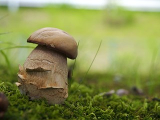 ヤマドリタケモドキの幼菌