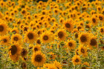 Sonnenblumen (Helianthus annuus), Sonnenblumenfeld