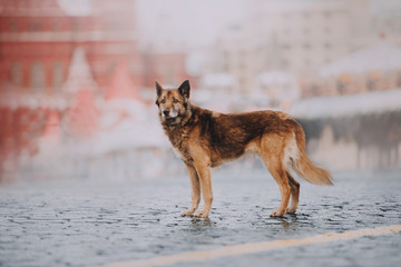 Mix-breed brown dog in the rainy city