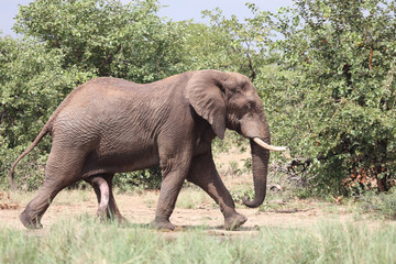 Fototapeta premium Afrikanischer Elefant / African elephant / Loxodonta africana
