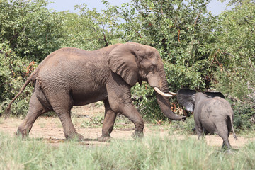 Afrikanischer Elefant / African elephant / Loxodonta africana