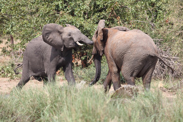 Fototapeta premium Afrikanischer Elefant / African elephant / Loxodonta africana.