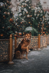 Brown dog sitting in the christmas city