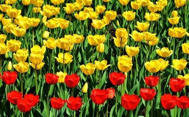 Fototapeta premium field with many yellow and red tulips