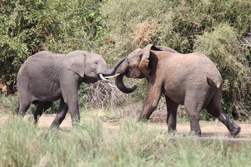 Afrikanischer Elefant / African elephant / Loxodonta africana.