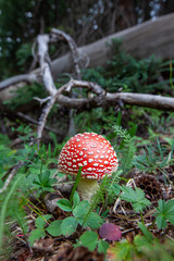 fly agaric mushroom in the forest