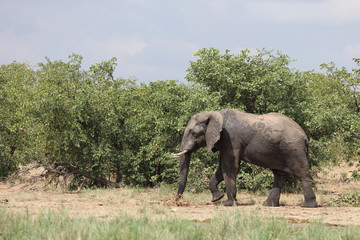 Afrikanischer Elefant / African elephant / Loxodonta africana