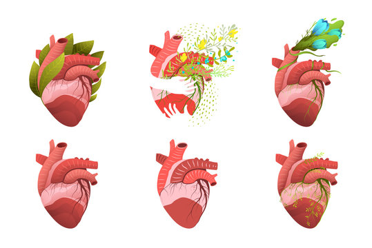 Heart Human Organ Blooming and Healthy Clip Art Collection.