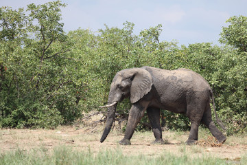 Fototapeta premium Afrikanischer Elefant / African elephant / Loxodonta africana