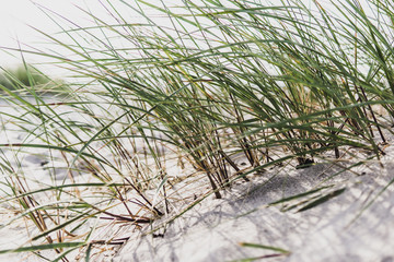 Dünengras / Strandhafer Ostsee 