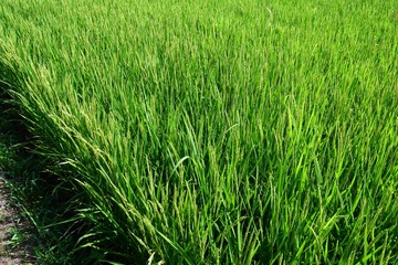 稔り始めた稲穂