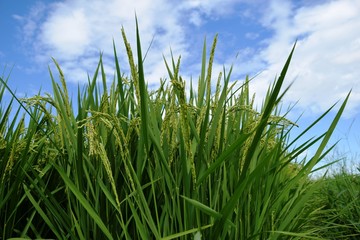 稔り始めた稲穂