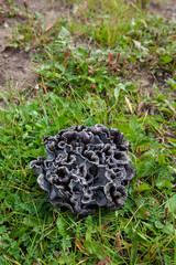 black trumpet mushrooms fruiting