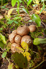 mushrooms in forest spreading spores