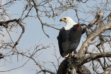 Afrikanischer Schreiseeadler / African Fish Eagle / Haliaeetus vocifer.