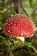 fly agaric in the forest