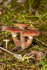 mushroom in forest