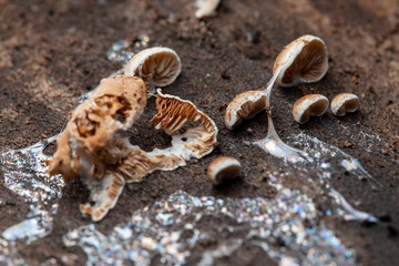 mushrooms on wooden background