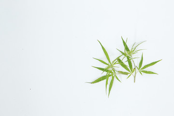 Fresh Hemp Leaves on the white background as a decoration