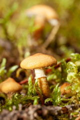 mushroom in forest