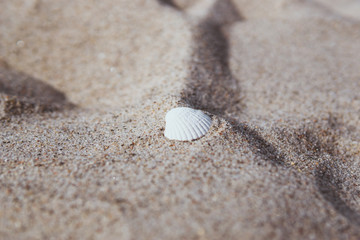 weiße Muschel im Sand