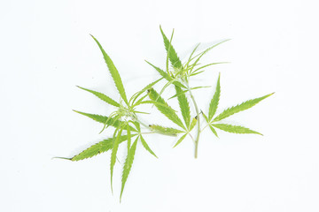 Fototapeta premium Fresh Hemp Leaves on the white background as a decoration