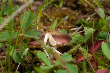 mushroom in the forest
