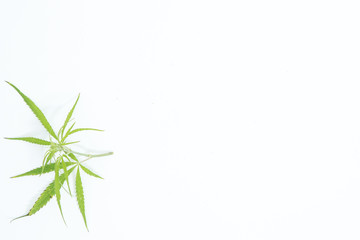 Fresh Hemp Leaves on the white background as a decoration
