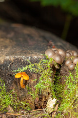 mushrooms in the forest