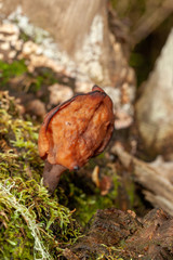 mushroom in the forest