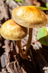 mushroom in the forest