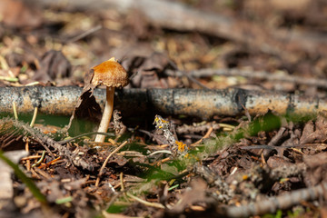 mushroom drying in forest