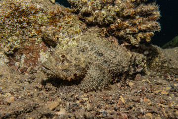 Coral reefs and water plants in the Red Sea, Eilat Israel