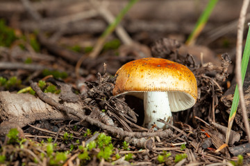 mushroom fruiting out of the forest floor
