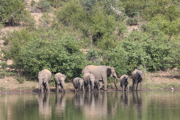 Afrikanischer Elefant / African elephant / Loxodonta africana