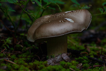 mushroom in the forest