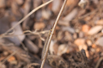 Image of a lion ant in its environment among the herbs of the soil