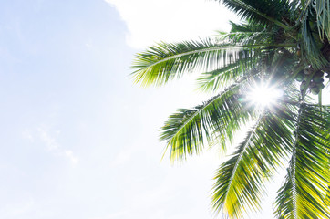 Summer time Coconut tree on blue sky Clouds on background, with copy space for your text..