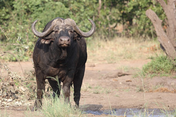 Obraz premium Kaffernbüffel / Buffalo / Syncerus caffer