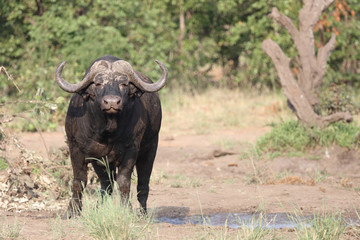 Obraz premium Kaffernbüffel / Buffalo / Syncerus caffer