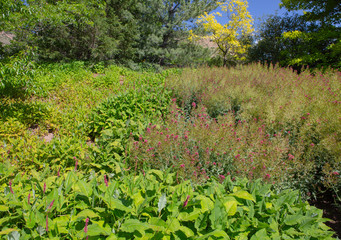 botanic garden colorful flowers and plants beautiful nature blossom