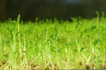 close up dense of young green mung bean sprout, growing under bright light. black blur green background. healthy food concept
