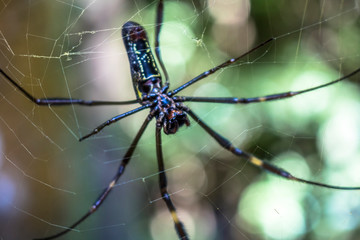 The spider climbs on the web on tropical forest in Brazil.