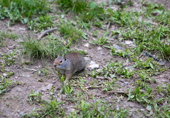 interaction with squirrels human love hands feed food to small animal 